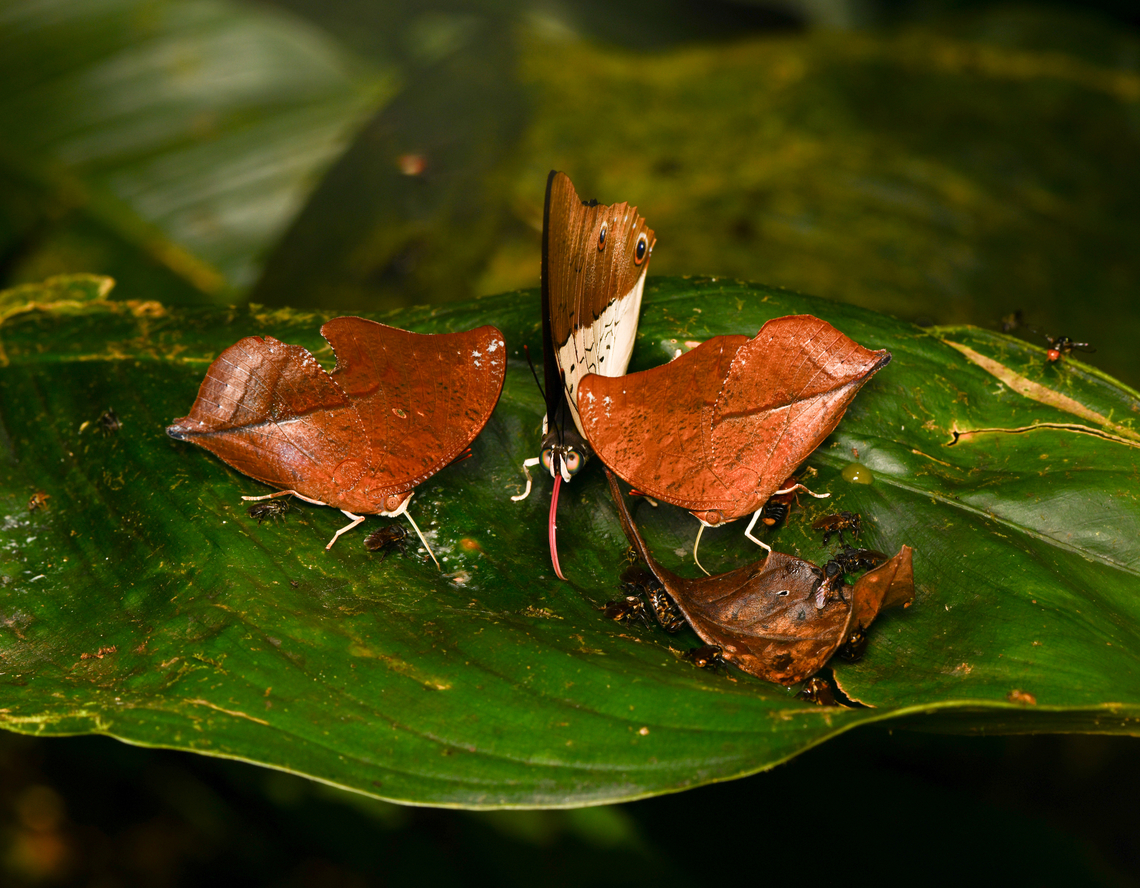 Butterfly frenzy, La Isla Escondida, Colombia Just before arriving at La Isla Escondida, a group of pro lepidopterists had visited. They passed on a remarkably effective way to attract butterflies: a potion consisting of grinded rotten shrimp and human urine. It smells as disgusting as it sounds, but it works wonders.<br />
<br />
This scene shows 2 individuals of Zaretis isidora, and 1 individual of Prepona dexamenus, along with a bunch of orchid bees. Colombia,Colombia 2024,Fall,Geotagged,Isidora Leafwing,La Isla Escondida,South America,World,Zaretis isidora