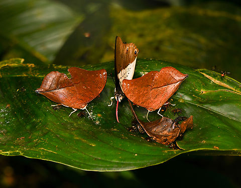 Butterfly frenzy, La Isla Escondida, Colombia Just before arriving at La Isla Escondida, a group of pro lepidopterists had visited. They passed on a remarkably effective way to attract butterflies: a potion consisting of grinded rotten shrimp and human urine. It smells as disgusting as it sounds, but it works wonders.

This scene shows 2 individuals of Zaretis isidora, and 1 individual of Prepona dexamenus, along with a bunch of orchid bees. Colombia,Colombia 2024,Fall,Geotagged,Isidora Leafwing,La Isla Escondida,South America,World,Zaretis isidora