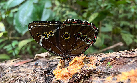 Morpho achilles, La Isla Escondida, Colombia Smartphone photo. Attracted to banana pulp. Achilles Morpho,Colombia,Colombia 2024,Fall,Geotagged,La Isla Escondida,Morpho achilles,South America,World