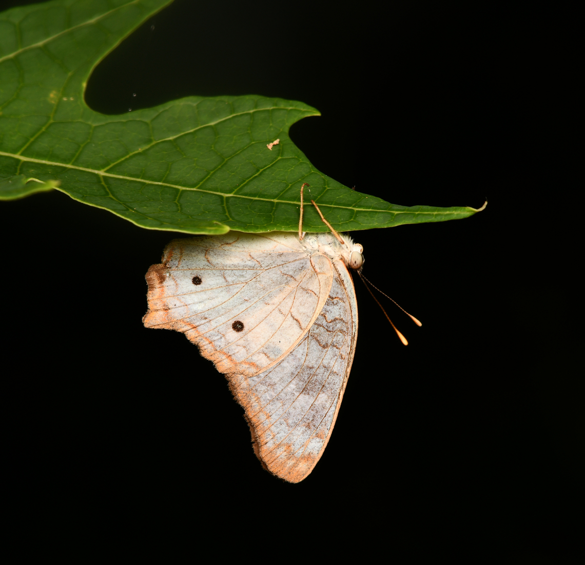 Anartia jatrophae, La Isla Escondida, Colombia  Anartia jatrophae,Colombia,Colombia 2024,Fall,Geotagged,La Isla Escondida,South America,White Peacock,World