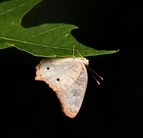 Anartia jatrophae, La Isla Escondida, Colombia  Anartia jatrophae,Colombia,Colombia 2024,Fall,Geotagged,La Isla Escondida,South America,White Peacock,World