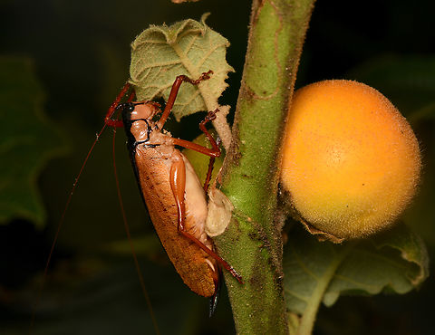 Eubliastes adustus, La Isla Escondida, Colombia  Colombia,Colombia 2024,Eubliastes adustus,Fall,Geotagged,La Isla Escondida,South America,World
