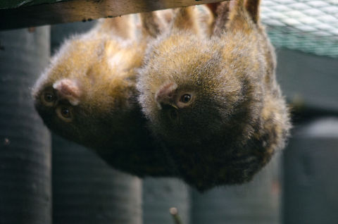 What to do when you're the world's smallest monkey...  Epe,Europe,Geotagged,Netherlands,The Netherlands,Wissel