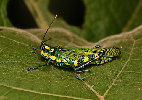 Chromacris icterus, La Isla Escondida, Colombia  Chromacris icterus,Colombia,Colombia 2024,Fall,Geotagged,La Isla Escondida,South America,World