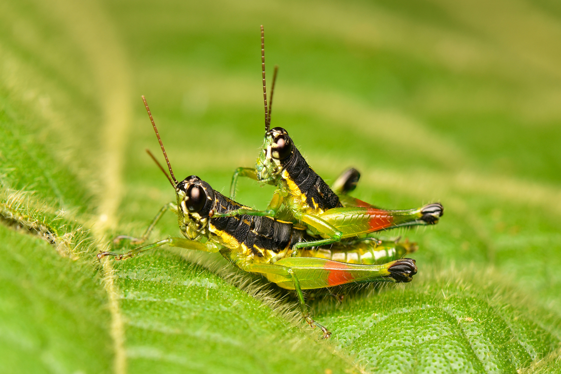 Liebermannacris dorsualis mating, La Isla Escondida, Colombia  Colombia,Colombia 2024,Fall,Geotagged,La Isla Escondida,Liebermannacris dorsualis,South America,World