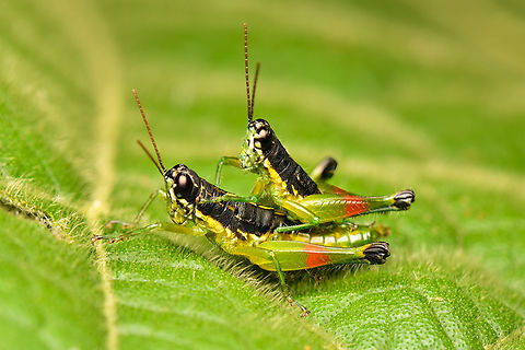 Liebermannacris dorsualis mating, La Isla Escondida, Colombia  Colombia,Colombia 2024,Fall,Geotagged,La Isla Escondida,Liebermannacris dorsualis,South America,World