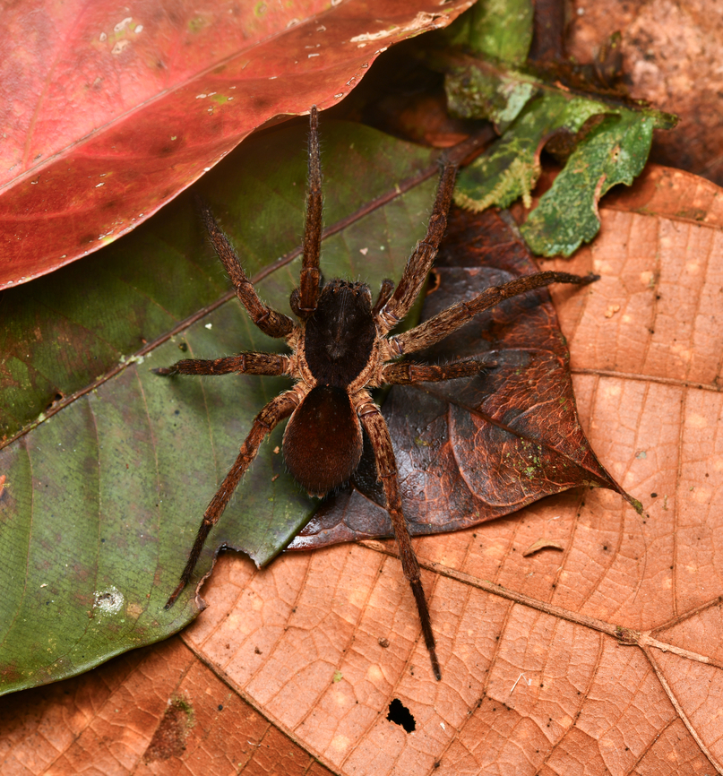 Ctenus medius, La Isla Escondida, Colombia  Colombia,Colombia 2024,Ctenus medius,Fall,Geotagged,La Isla Escondida,South America,World
