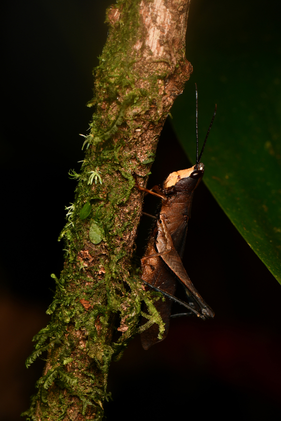Maculiparia rotundata, La Isla Escondida, Colombia  Colombia,Colombia 2024,Fall,Geotagged,La Isla Escondida,Maculiparia rotundata,South America,World