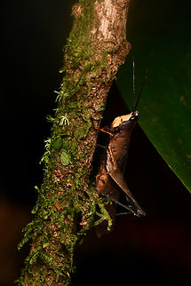 Maculiparia rotundata, La Isla Escondida, Colombia  Colombia,Colombia 2024,Fall,Geotagged,La Isla Escondida,Maculiparia rotundata,South America,World