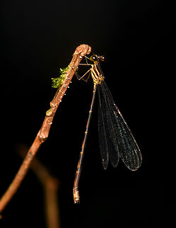 Heteragrion sp., La Isla Escondida, Colombia  Colombia,Colombia 2024,Fall,Geotagged,La Isla Escondida,South America,World