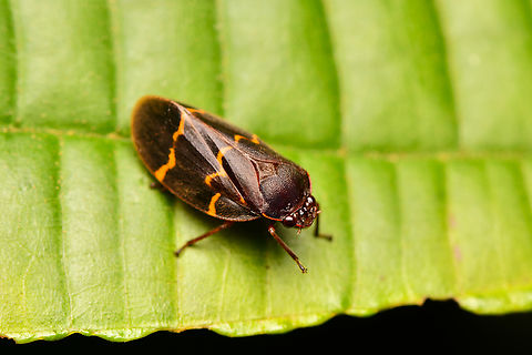 Vorago boxi, La Isla Escondida, Colombia  Colombia,Colombia 2024,Fall,Geotagged,La Isla Escondida,South America,Vorago boxi,World