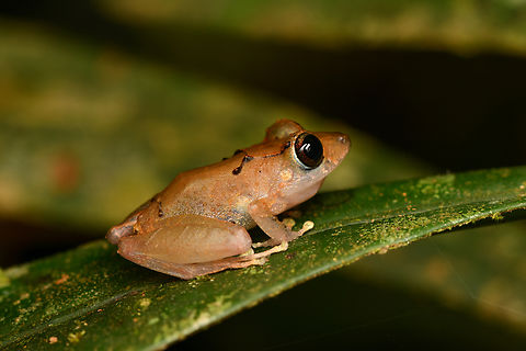 Variable Rain Frog, La Isla Escondida, Colombia Tentative ID, will try to get it confirmed. Colombia,Colombia 2024,Fall,Geotagged,La Isla Escondida,Pristimantis variabilis,South America,World