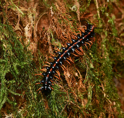Millipede, La Isla Escondida, Colombia  Colombia,Colombia 2024,Fall,Geotagged,La Isla Escondida,South America,World