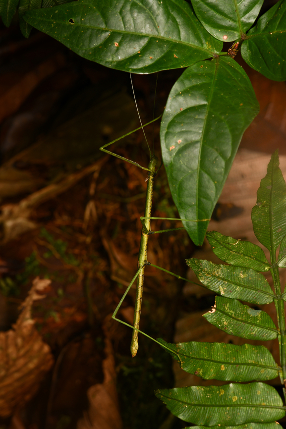 Green stick insect, La Isla Escondida, Colombia  Colombia,Colombia 2024,Fall,Geotagged,La Isla Escondida,South America,World