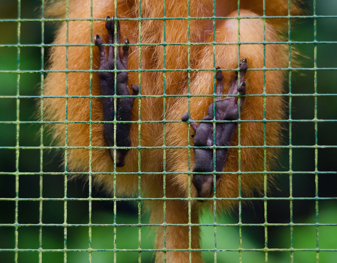 Golden lion tamarin feet, Epe Zoo Although I&#039;d much prefer to encounter these in the wild, at least in this situation we get a view on the amazing feet of the Golden lion tamarin. Epe,Europe,Geotagged,Golden lion tamarin,Leontopithecus rosalia,Netherlands,The Netherlands,Wissel