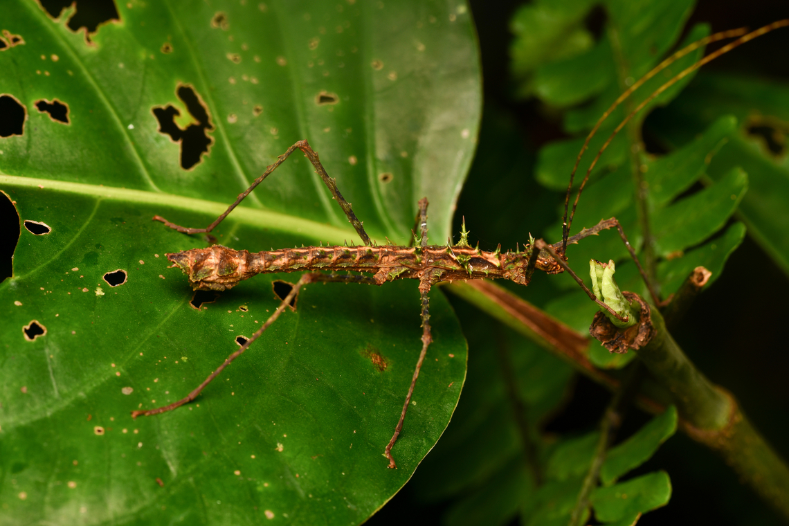 Parobrimus horridus, La Isla Escondida, Colombia  Colombia,Colombia 2024,Fall,Geotagged,La Isla Escondida,Parobrimus horridus,South America,World