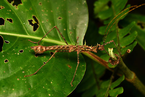 Parobrimus horridus, La Isla Escondida, Colombia  Colombia,Colombia 2024,Fall,Geotagged,La Isla Escondida,Parobrimus horridus,South America,World