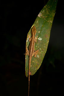 Anolis fuscoauratus, La Isla Escondida, Colombia https://www.jungledragon.com/image/166692/anolis_fuscoauratus_-_side_view_la_isla_escondida_colombia.html Anolis fuscoauratus,Brown-eared Anole,Colombia,Colombia 2024,Fall,Geotagged,La Isla Escondida,South America,World
