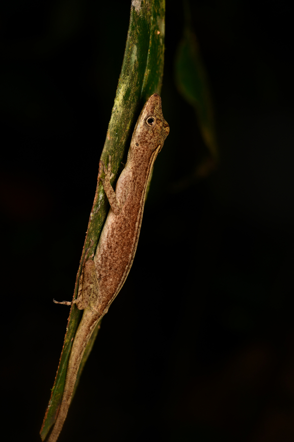 Anolis fuscoauratus - side view, La Isla Escondida, Colombia <figure class="photo"><a href="https://www.jungledragon.com/image/166691/anolis_fuscoauratus_la_isla_escondida_colombia.html" title="Anolis fuscoauratus, La Isla Escondida, Colombia"><img src="https://s3.amazonaws.com/media.jungledragon.com/images/2/166691_thumb.jpg?AWSAccessKeyId=05GMT0V3GWVNE7GGM1R2&Expires=1759968010&Signature=cr7EyREu%2FRAqv%2BcVcWdVAQwXf8c%3D" width="102" height="152" alt="Anolis fuscoauratus, La Isla Escondida, Colombia https://www.jungledragon.com/image/166692/anolis_fuscoauratus_-_side_view_la_isla_escondida_colombia.html Anolis fuscoauratus,Brown-eared Anole,Colombia,Colombia 2024,Fall,Geotagged,La Isla Escondida,South America,World" /></a></figure> Anolis fuscoauratus,Brown-eared Anole,Colombia,Colombia 2024,Fall,Geotagged,La Isla Escondida,South America,World