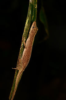Anolis fuscoauratus - side view, La Isla Escondida, Colombia https://www.jungledragon.com/image/166691/anolis_fuscoauratus_la_isla_escondida_colombia.html Anolis fuscoauratus,Brown-eared Anole,Colombia,Colombia 2024,Fall,Geotagged,La Isla Escondida,South America,World