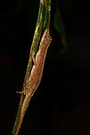 Anolis fuscoauratus - side view, La Isla Escondida, Colombia https://www.jungledragon.com/image/166691/anolis_fuscoauratus_la_isla_escondida_colombia.html Anolis fuscoauratus,Brown-eared Anole,Colombia,Colombia 2024,Fall,Geotagged,La Isla Escondida,South America,World