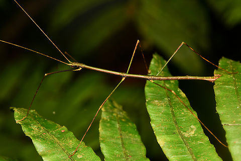 Large stick insect, La Isla Escondida, Colombia  Colombia,Colombia 2024,Fall,Geotagged,La Isla Escondida,South America,World