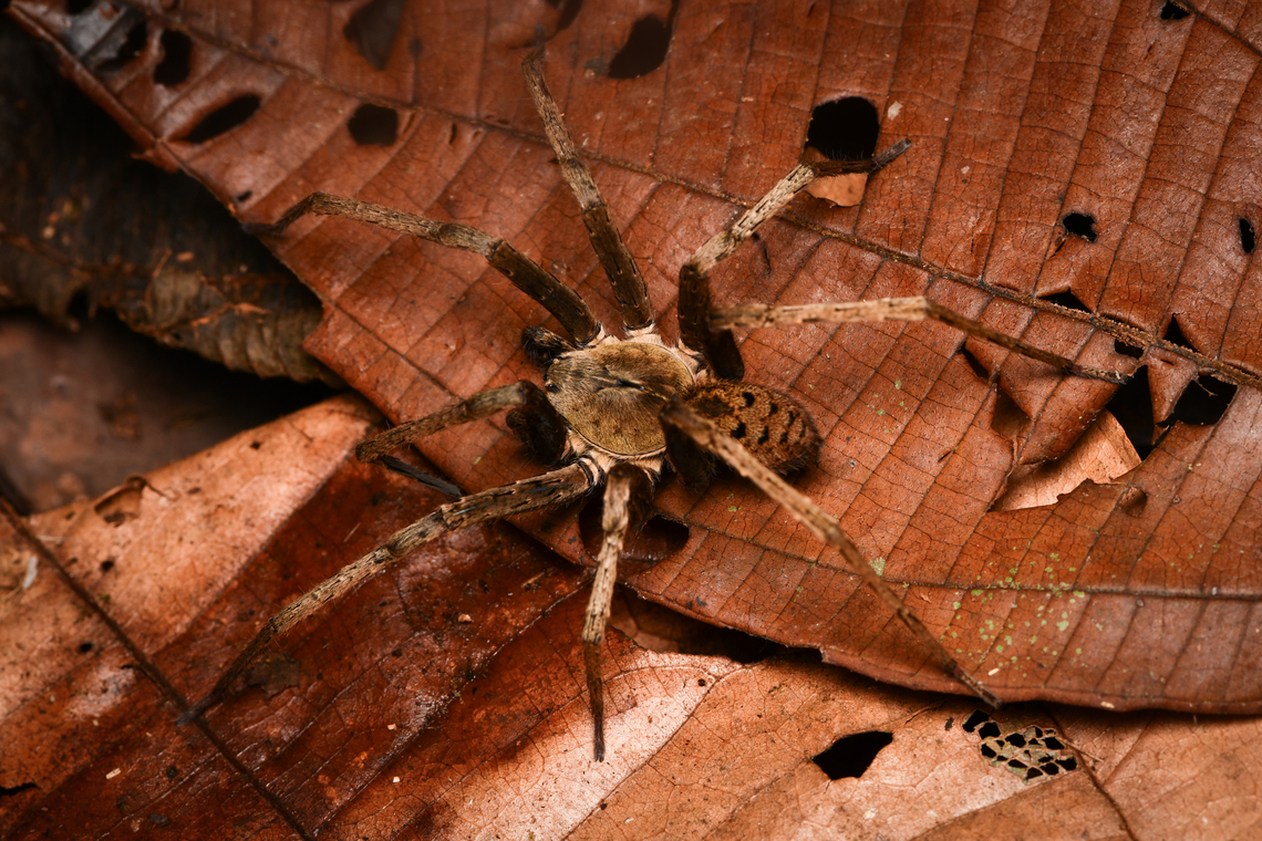 Wandering spider, La Isla Escondida, Colombia  Colombia,Colombia 2024,Fall,Geotagged,La Isla Escondida,South America,World
