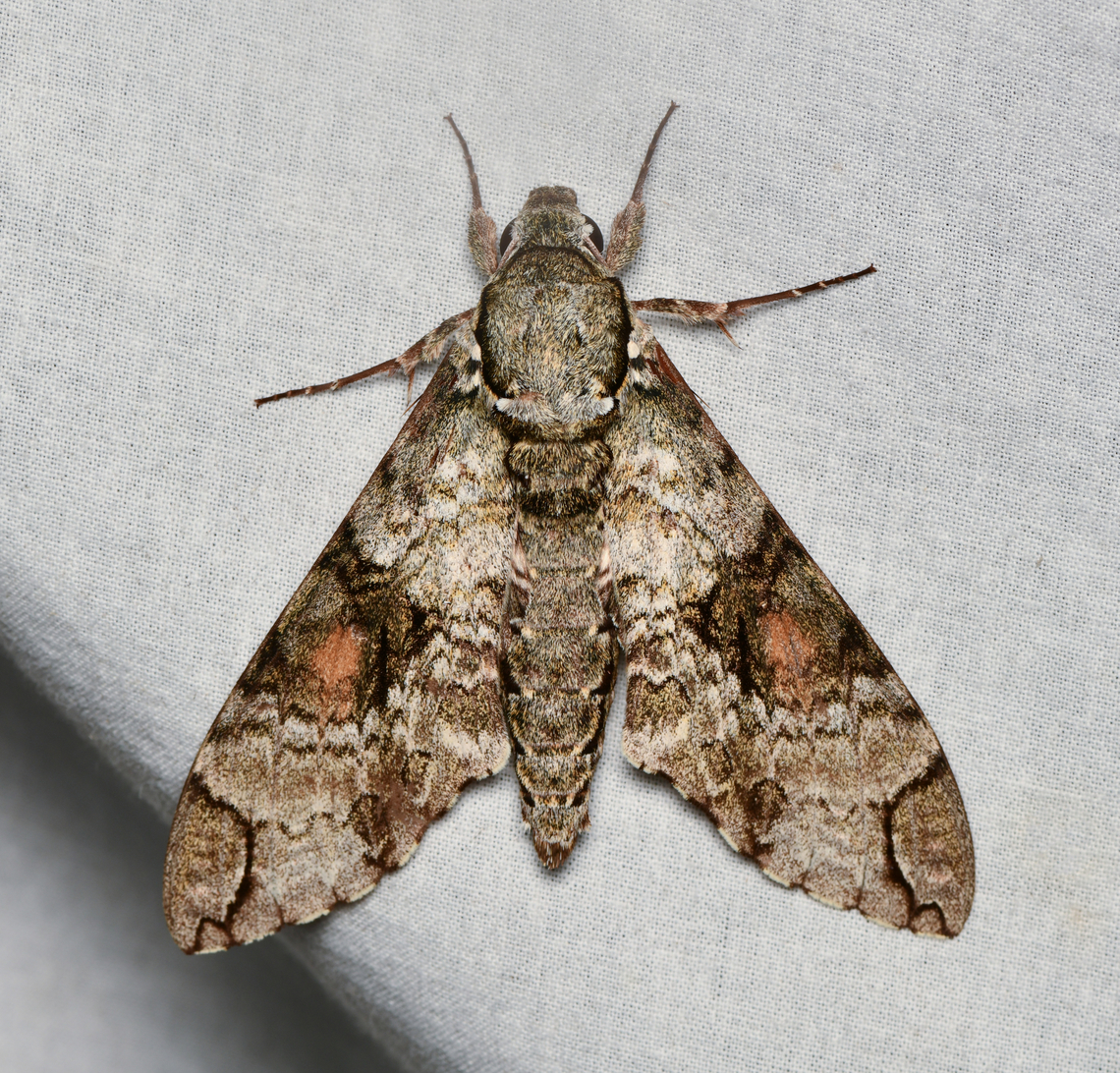 Manduca florestan, La Isla Escondida, Colombia  Colombia,Colombia 2024,Fall,Florestan sphinx,Geotagged,La Isla Escondida,Manduca florestan,South America,World