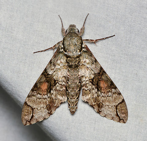 Manduca florestan, La Isla Escondida, Colombia  Colombia,Colombia 2024,Fall,Florestan sphinx,Geotagged,La Isla Escondida,Manduca florestan,South America,World