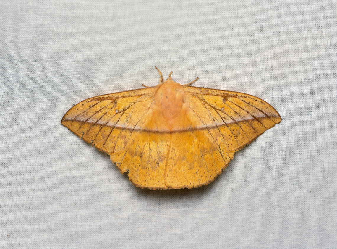 Lonomia sp., La Isla Escondida, Colombia Or Periga sp.? Colombia,Colombia 2024,Fall,Geotagged,La Isla Escondida,South America,World