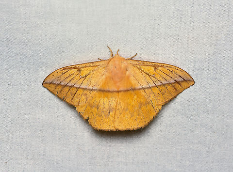 Lonomia sp., La Isla Escondida, Colombia Or Periga sp.? Colombia,Colombia 2024,Fall,Geotagged,La Isla Escondida,South America,World