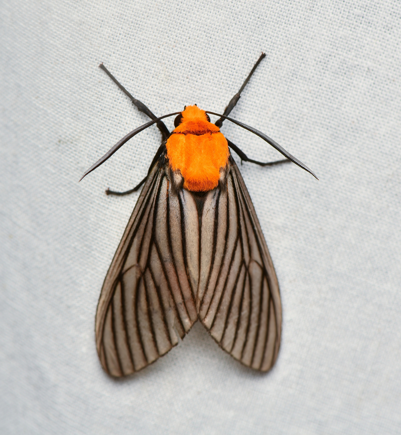 Pseudischnocampa humosa, La Isla Escondida, Colombia  Colombia,Colombia 2024,Fall,Geotagged,La Isla Escondida,Pseudischnocampa humosa,South America,World