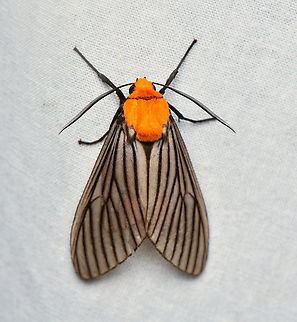 Pseudischnocampa humosa, La Isla Escondida, Colombia  Colombia,Colombia 2024,Fall,Geotagged,La Isla Escondida,Pseudischnocampa humosa,South America,World