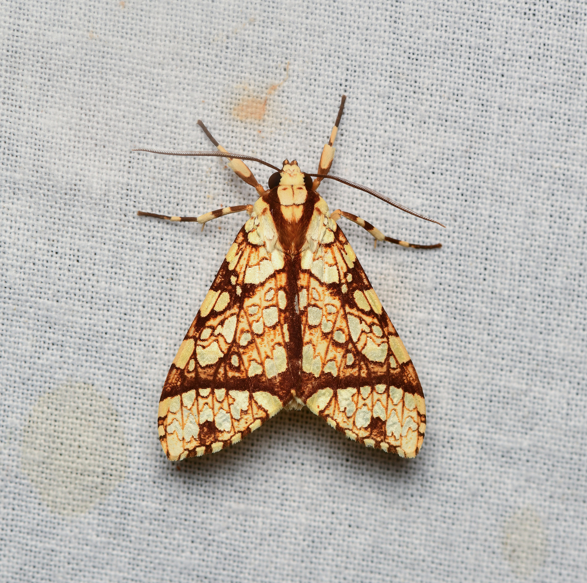 Tessella grandis, La Isla Escondida, Colombia  Colombia,Colombia 2024,Fall,Geotagged,La Isla Escondida,South America,Tessella grandis,World