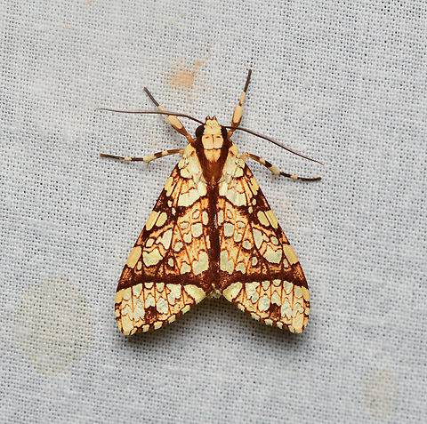 Tessella grandis, La Isla Escondida, Colombia  Colombia,Colombia 2024,Fall,Geotagged,La Isla Escondida,South America,Tessella grandis,World