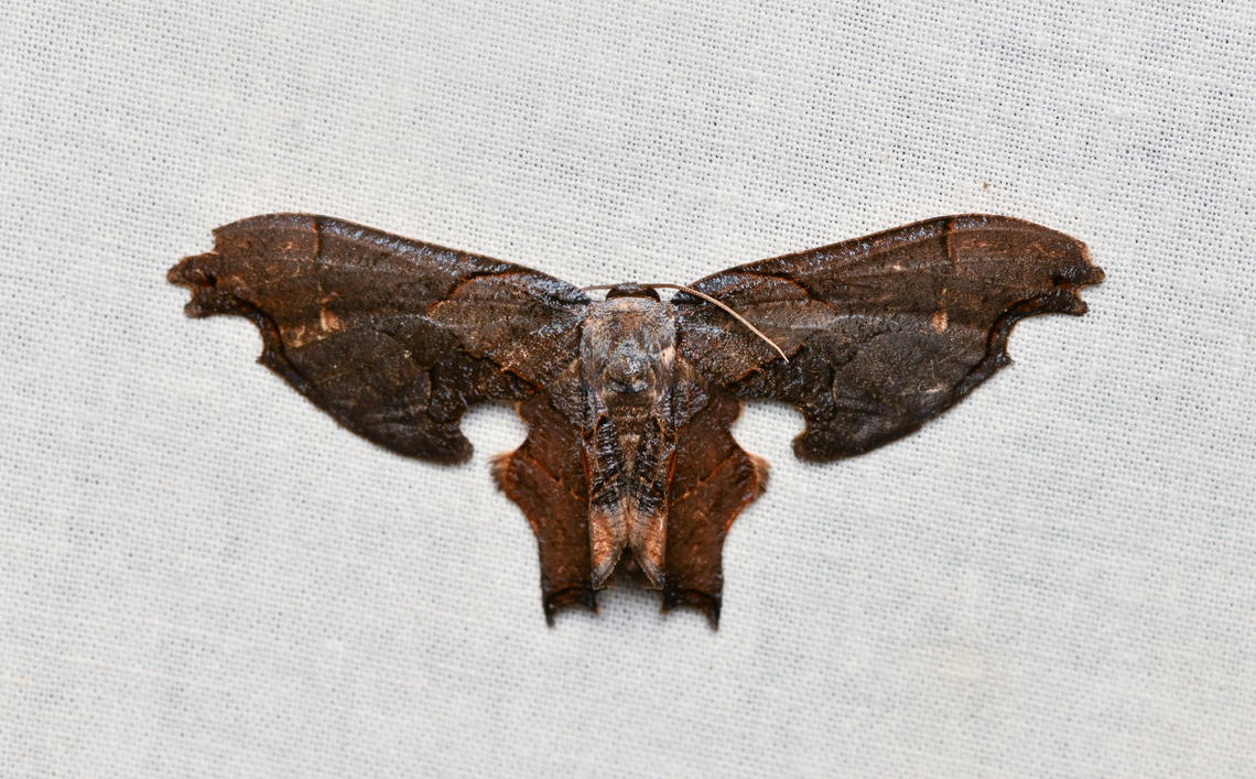 Erosia veninotata, La Isla Escondida, Colombia  Colombia,Colombia 2024,Erosia veninotata,Fall,Geotagged,La Isla Escondida,South America,World