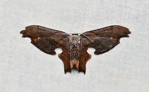 Erosia veninotata, La Isla Escondida, Colombia  Colombia,Colombia 2024,Erosia veninotata,Fall,Geotagged,La Isla Escondida,South America,World