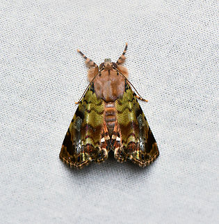 Dyops subdifferens, La Isla Escondida, Colombia  Colombia,Colombia 2024,Dyops subdifferens,Fall,Geotagged,La Isla Escondida,South America,World