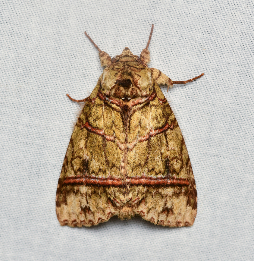 Disphragis barnesi, La Isla Escondida, Colombia  Colombia,Colombia 2024,Disphragis barnesi,Fall,Geotagged,La Isla Escondida,South America,World