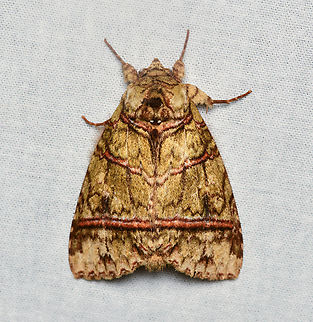 Disphragis barnesi, La Isla Escondida, Colombia  Colombia,Colombia 2024,Disphragis barnesi,Fall,Geotagged,La Isla Escondida,South America,World