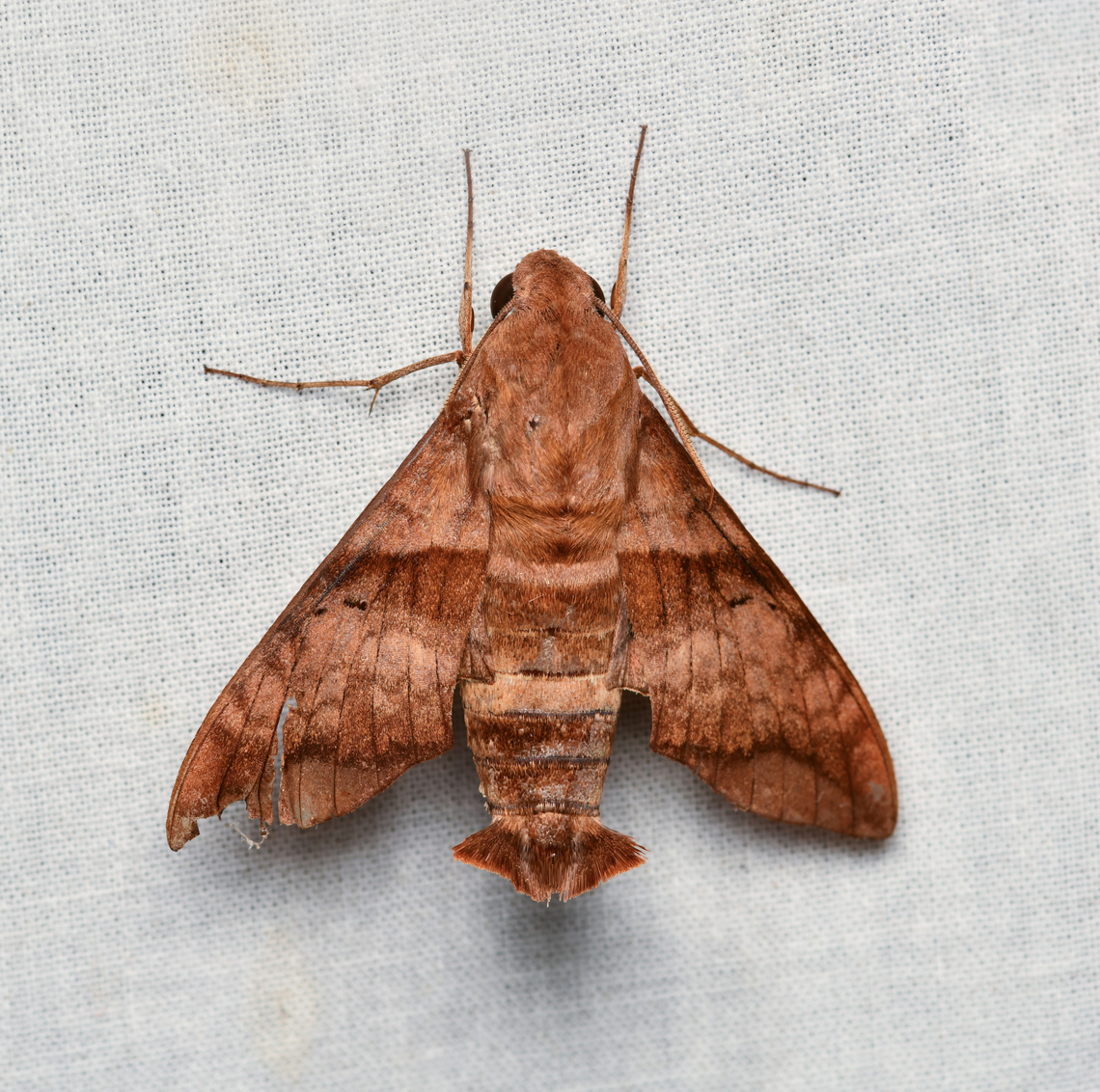 Perigonia pallida, La Isla Escondida, Colombia  Colombia,Colombia 2024,Fall,Geotagged,La Isla Escondida,Perigonia pallida,South America,World