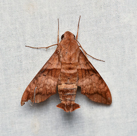 Perigonia pallida, La Isla Escondida, Colombia  Colombia,Colombia 2024,Fall,Geotagged,La Isla Escondida,Perigonia pallida,South America,World