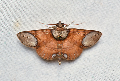 Antiblemma orbiculata, La Isla Escondida, Colombia  Antiblemma orbiculata,Colombia,Colombia 2024,Fall,Geotagged,La Isla Escondida,South America,World