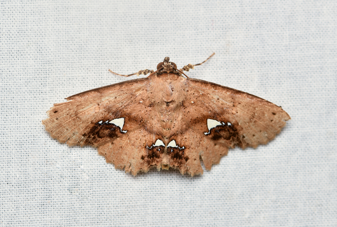 Antiblemma calais, La Isla Escondida, Colombia  Antiblemma calais,Colombia,Colombia 2024,Fall,Geotagged,La Isla Escondida,South America,World