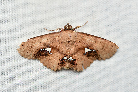 Antiblemma calais, La Isla Escondida, Colombia  Antiblemma calais,Colombia,Colombia 2024,Fall,Geotagged,La Isla Escondida,South America,World