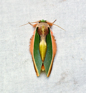 Rosema apollinairei, La Isla Escondida, Colombia  Colombia,Colombia 2024,Fall,Geotagged,La Isla Escondida,Rosema apollinairei,South America,World