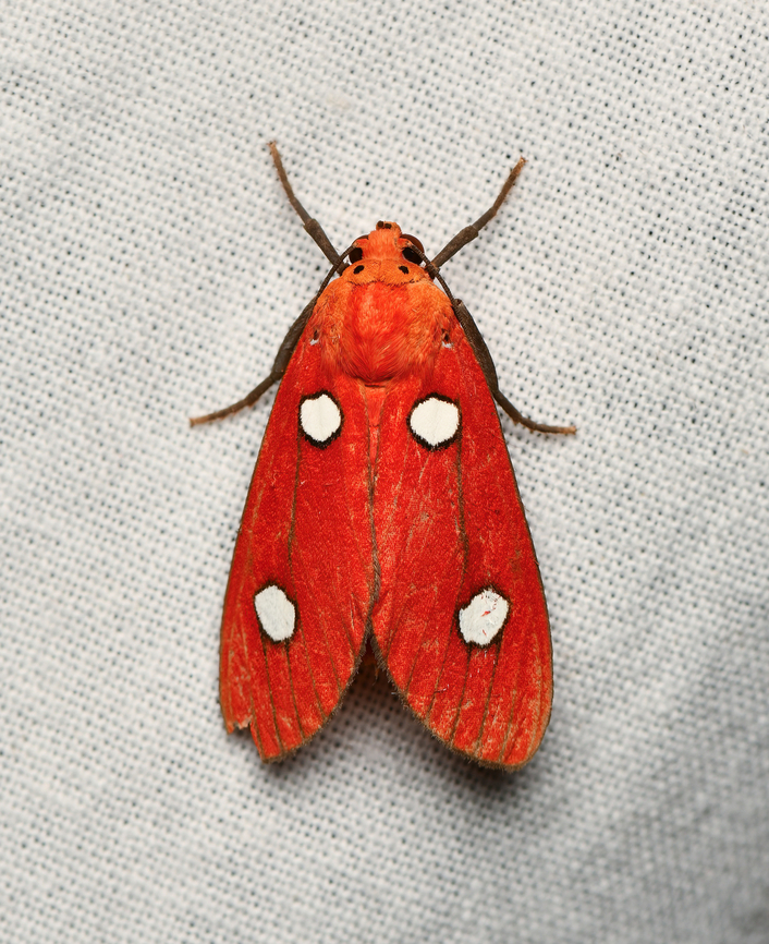 Hyperthaema ruberrima, La Isla Escondida, Colombia  Colombia,Colombia 2024,Fall,Geotagged,Hyperthaema ruberrima,La Isla Escondida,South America,World