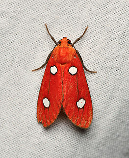 Hyperthaema ruberrima, La Isla Escondida, Colombia  Colombia,Colombia 2024,Fall,Geotagged,Hyperthaema ruberrima,La Isla Escondida,South America,World