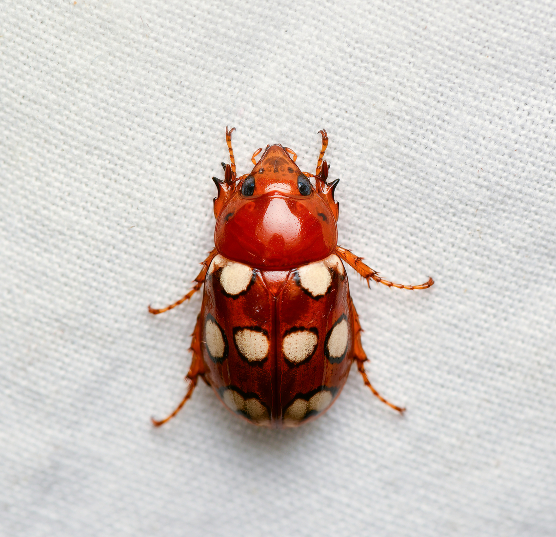 Cyclocephala ocellata, La Isla Escondida, Colombia  Colombia,Colombia 2024,Cyclocephala ocellata,Fall,Geotagged,La Isla Escondida,South America,World