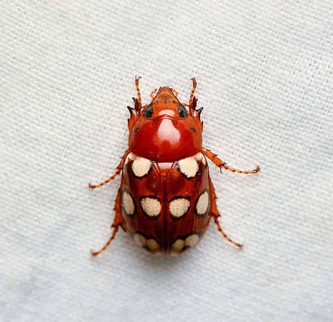 Cyclocephala ocellata, La Isla Escondida, Colombia  Colombia,Colombia 2024,Cyclocephala ocellata,Fall,Geotagged,La Isla Escondida,South America,World